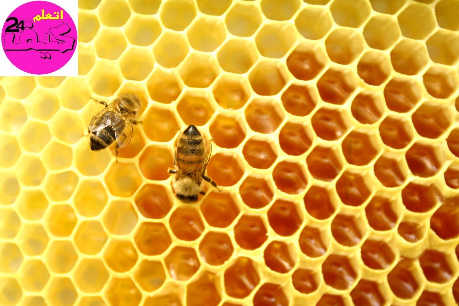 Honey-عسل-العسل