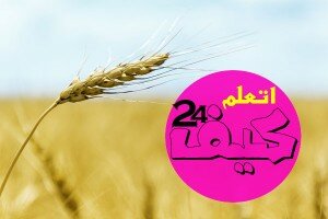 زيت جنين القمح ما هي فوائده العلاجية