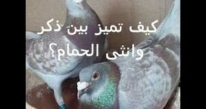 كيف تميز الذكر من الانثى في الحمام