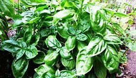 280px-Basil-Basilico-Ocimum_basilicum-albahaca