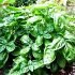 280px-Basil-Basilico-Ocimum_basilicum-albahaca