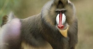 Baboon