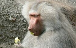 mk78566_250px-papio_hamadryas_eating_an_apple